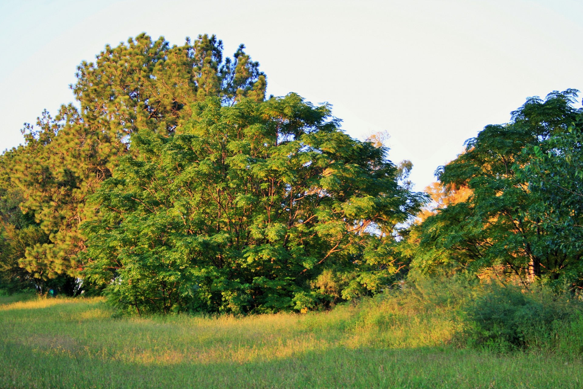 Medis,  Syringa,  Pušis,  Veld,  Žolė,  Žalias,  Medžiai Ir Veld, Nemokamos Nuotraukos,  Nemokama Licenzija