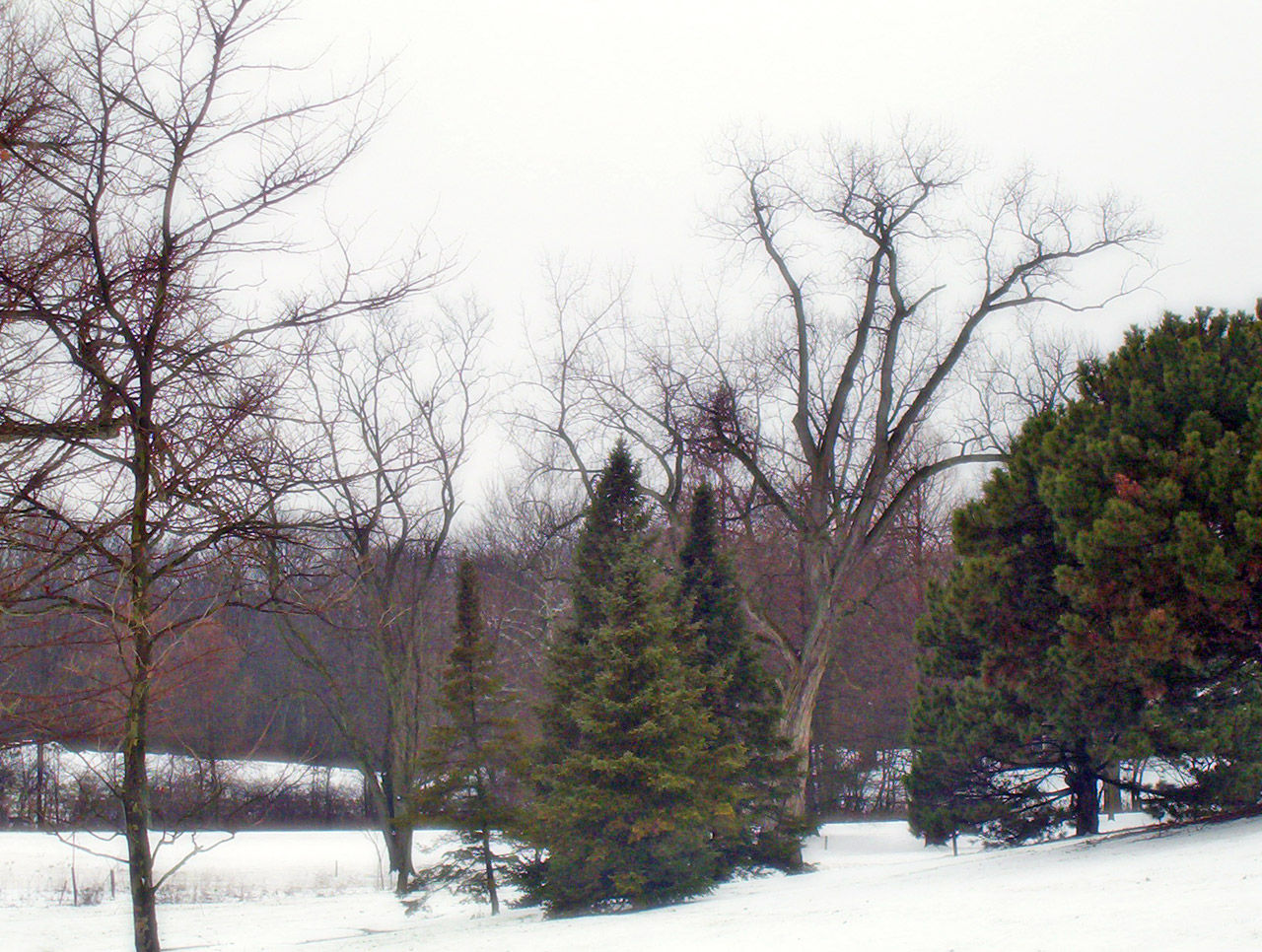 Medžiai,  Sniegas,  Kalėdos,  Xmas,  Žiema,  Sniego Medžiai, Nemokamos Nuotraukos,  Nemokama Licenzija