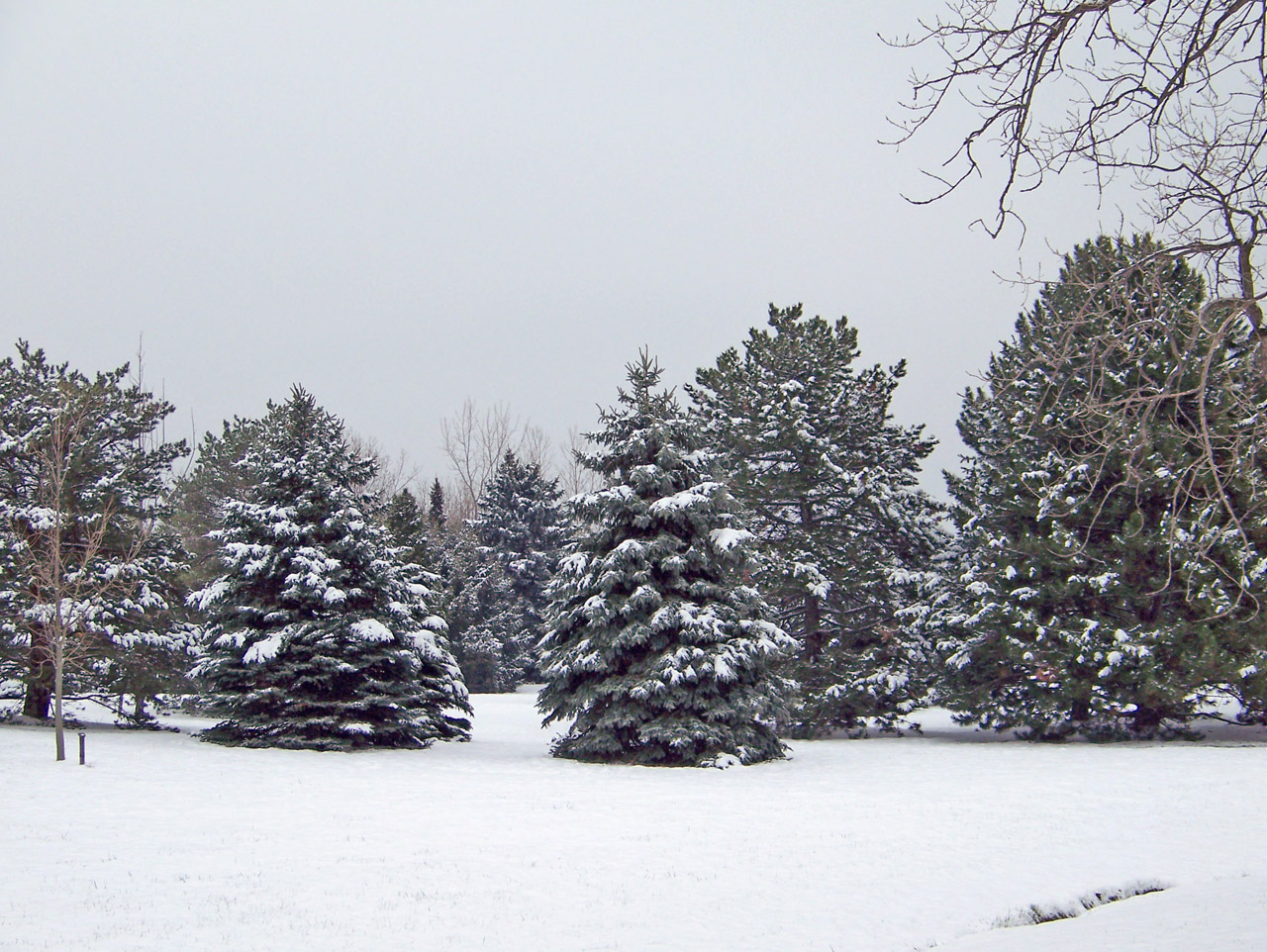 Medžiai,  Sniegas,  Žiema,  Sniego Medžiai, Nemokamos Nuotraukos,  Nemokama Licenzija