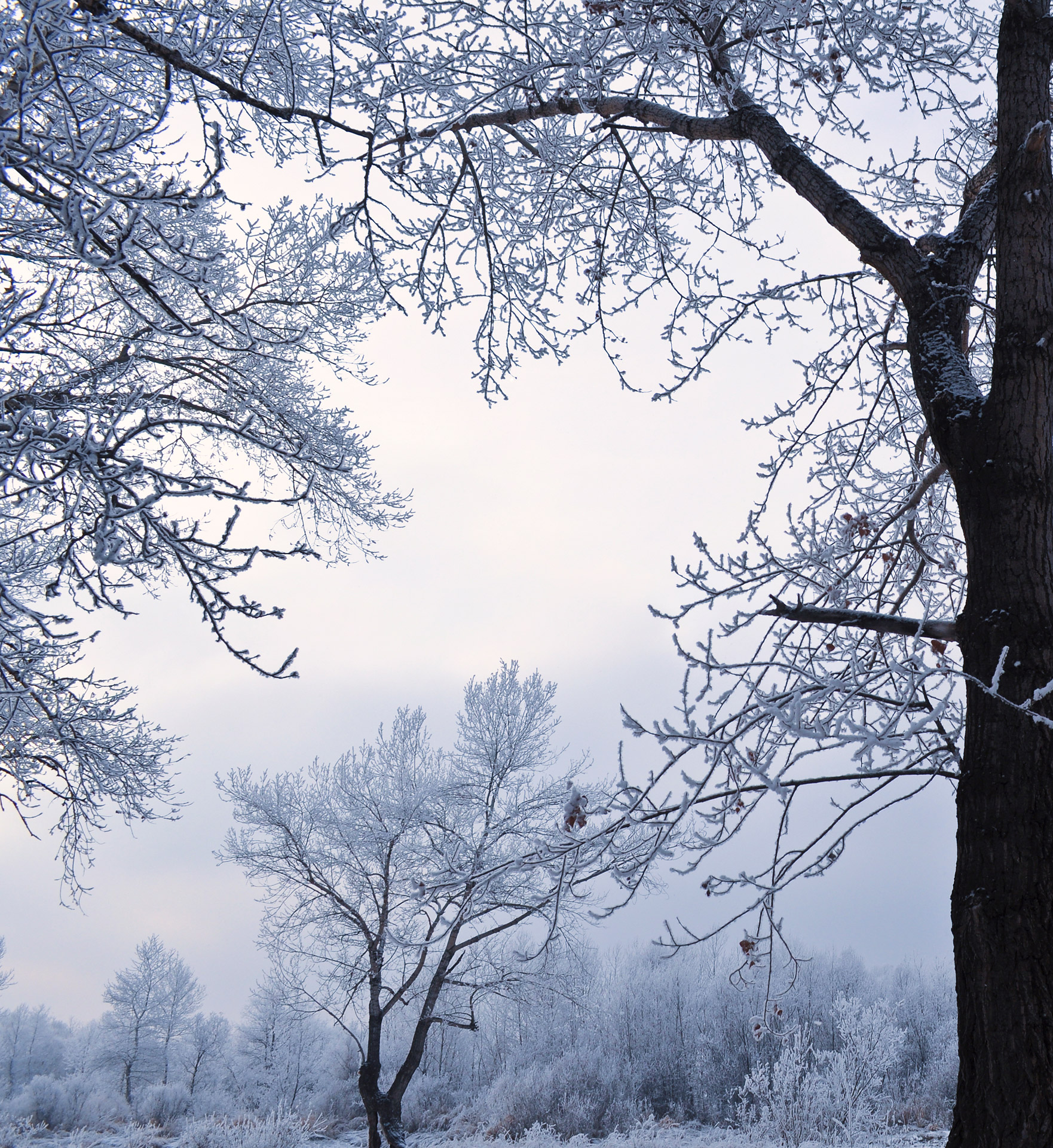 Sniegas,  Medžiai,  Žiema,  Medžiai Sniege, Nemokamos Nuotraukos,  Nemokama Licenzija