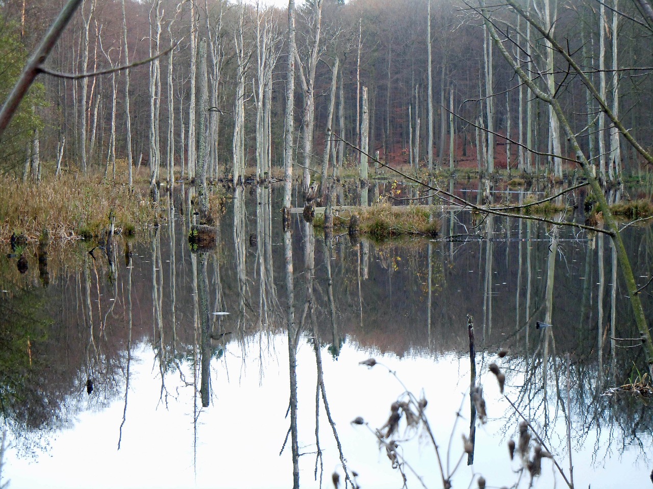 Medžiai Vandenyje, Waldsee, Veidrodis, Nemokamos Nuotraukos,  Nemokama Licenzija