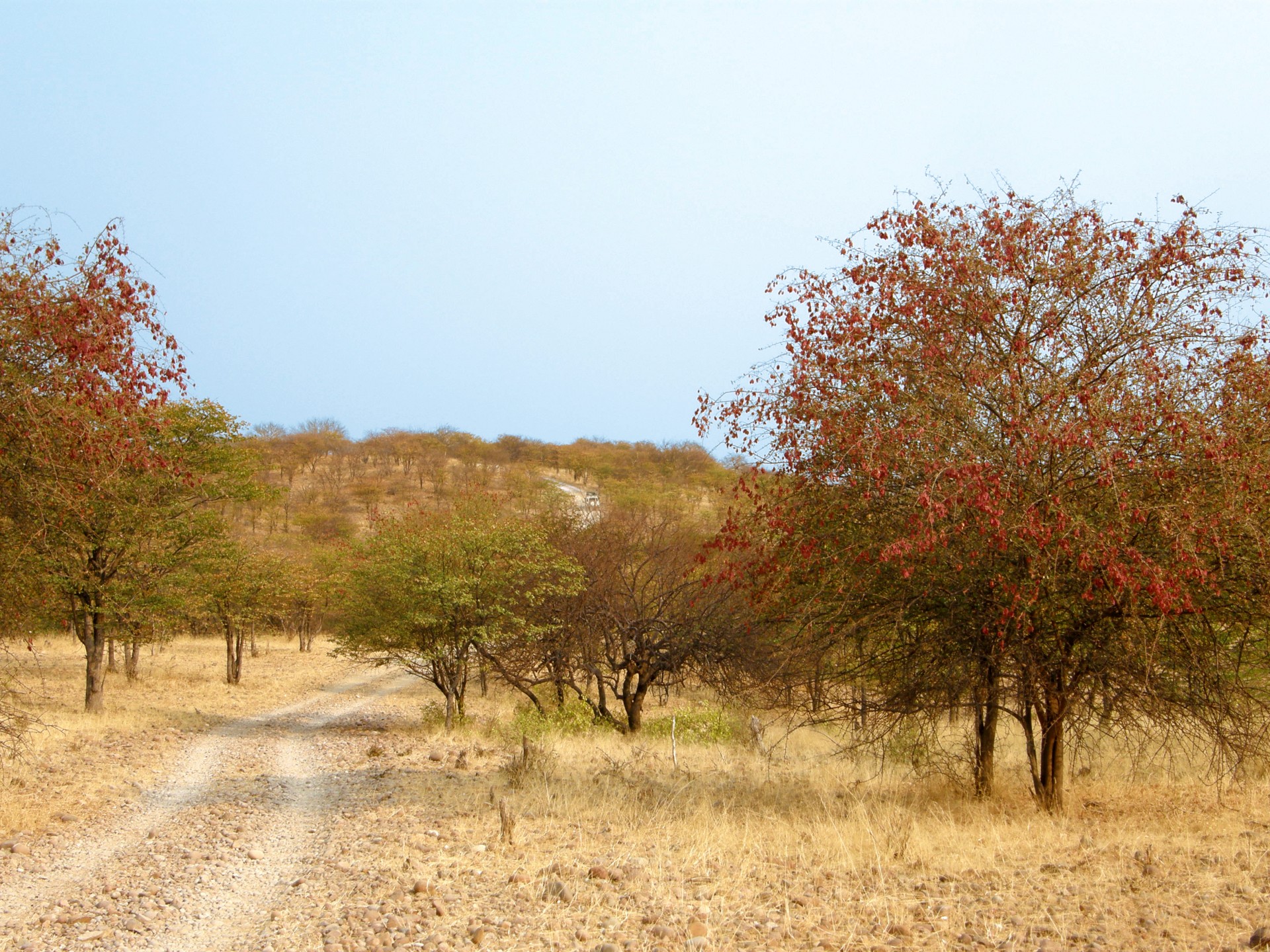 Medis,  Medžiai,  Dykuma,  Namibija,  Namibian & Nbsp,  Dykuma,  Purvas,  Purvinas & Nbsp,  Kelias,  Plikas