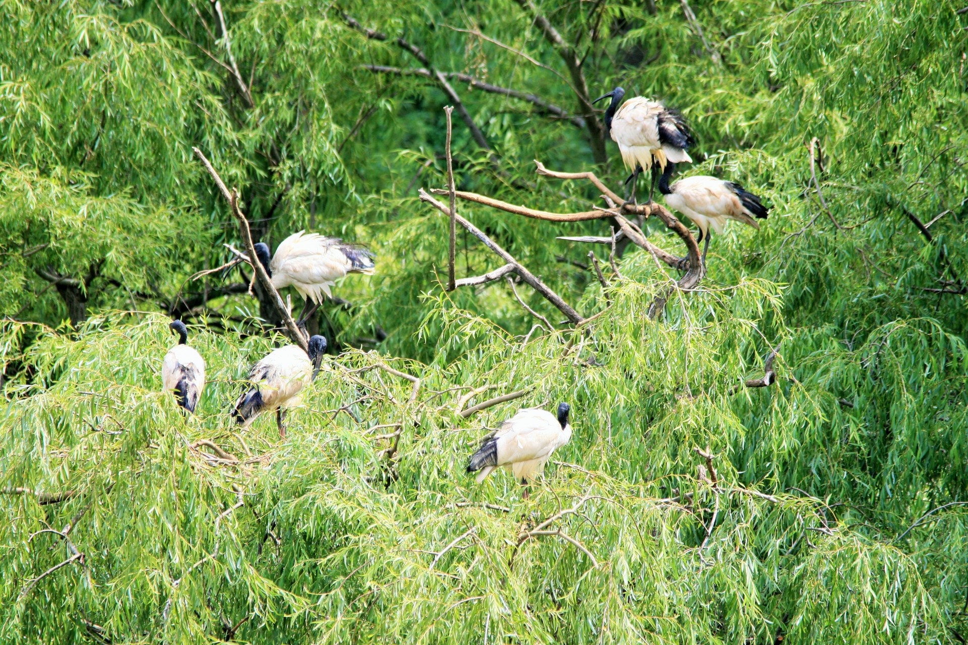 Paukščiai,  Ibis,  Šventas,  Afrika,  Juoda & Nbsp,  Balta,  Didelis,  Medžiai Su Afrikietiškais Šventais Ibiais, Nemokamos Nuotraukos,  Nemokama Licenzija