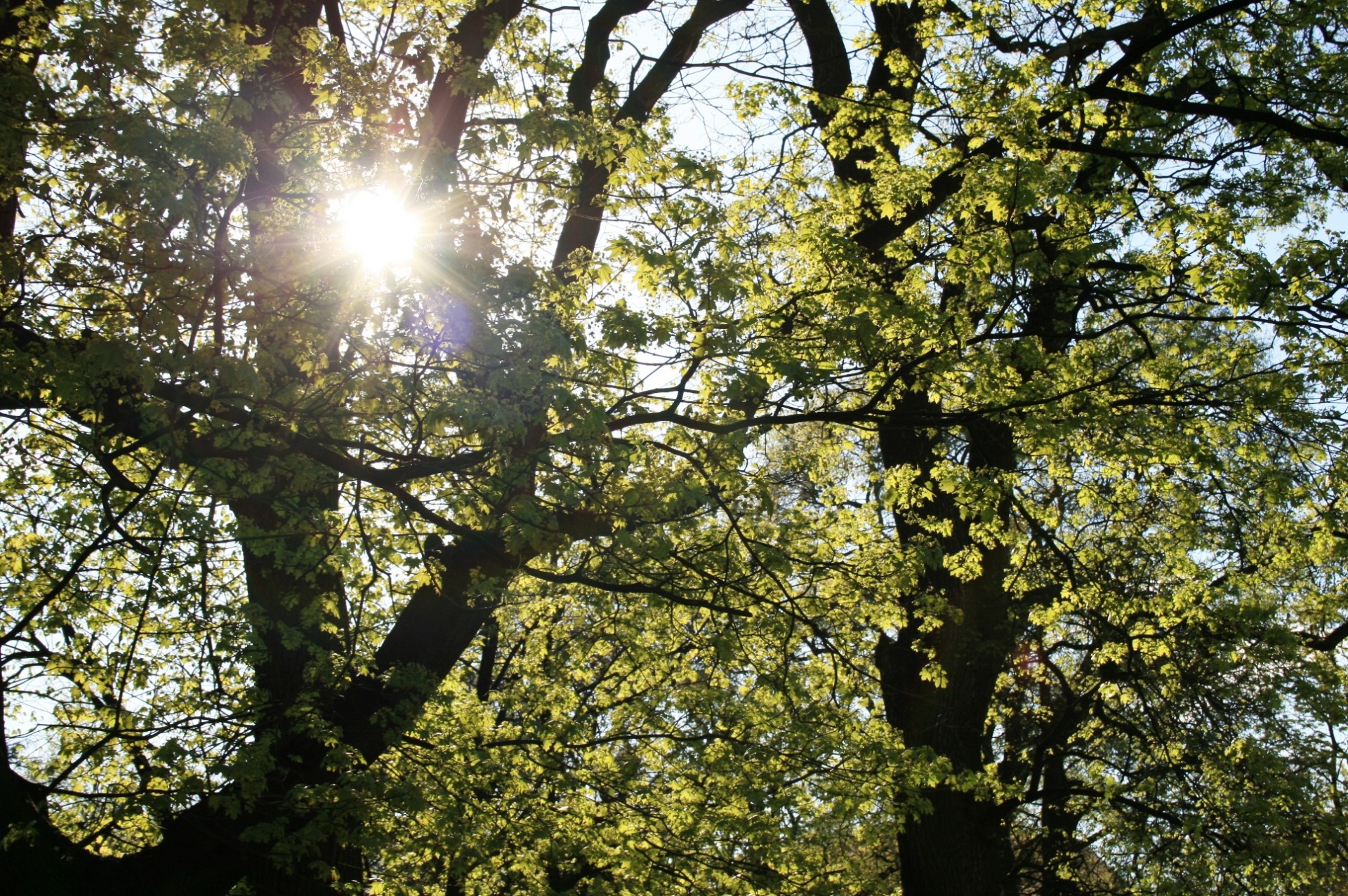 Medžiai,  Žalias,  Pavasaris,  Tankus,  Saulė,  Šviesus,  Medžiai Su Saule, Nemokamos Nuotraukos,  Nemokama Licenzija