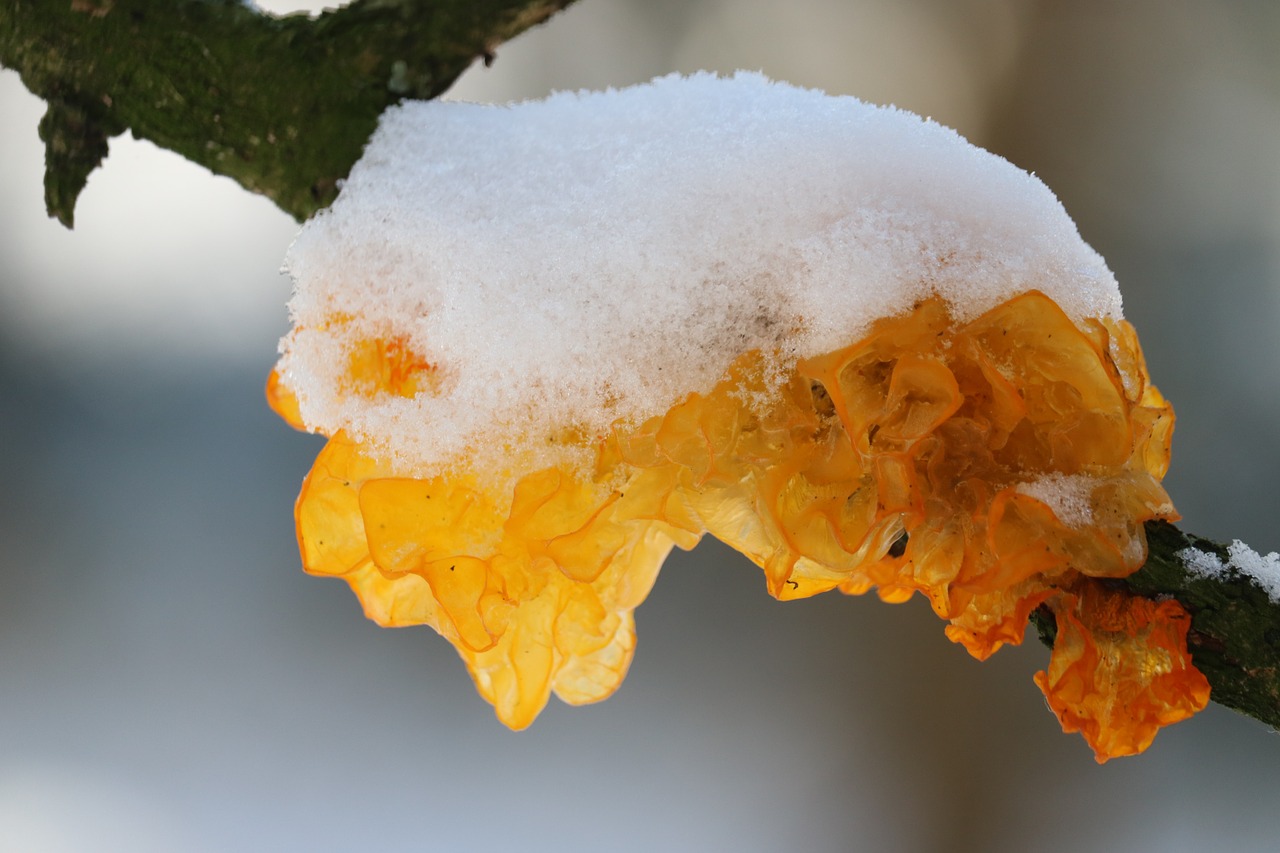 Tremella Mesenterica, Medžio Grybas, Sniegas, Geltona, Filialas, Žiema, Gamta, Snieguotas, Žiemos Miškas, Šaltas