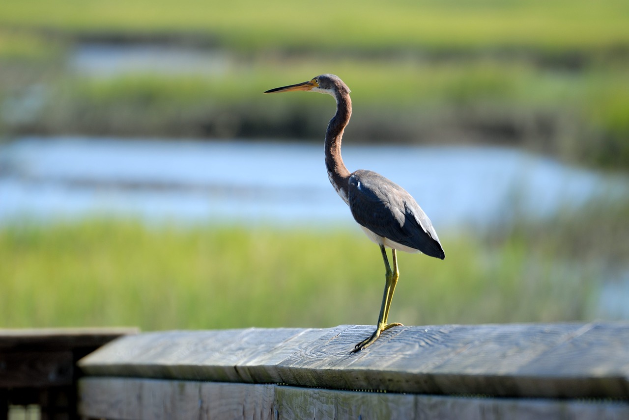 Tri Spalva, Egret, Paukštis, Paukštis, Paukštis, Vandens Paukštis, Heronas, Trispalvis, Plumėjimas, Egretta