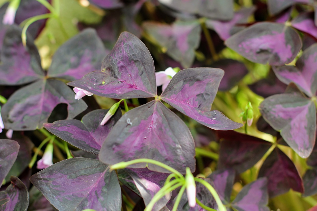 Trikampis Dobilas, Oxalis Triangularis, Keturių Lapų Dobilų, Klee, Sėkmė, Lapai, Palankūs Simboliai, Lapai, Nemokamos Nuotraukos,  Nemokama Licenzija