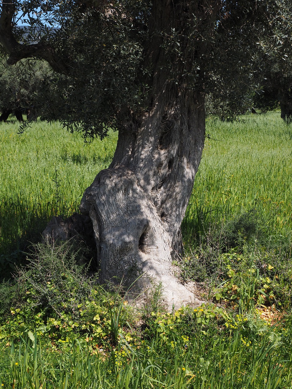 Gentis, Gnarled, Senas, Alyvmedis, Alyvmedžių Sodinimas, Plantacija, Medis, Alyvų Sodas, Alyvmedžių Giraites, Sodinti