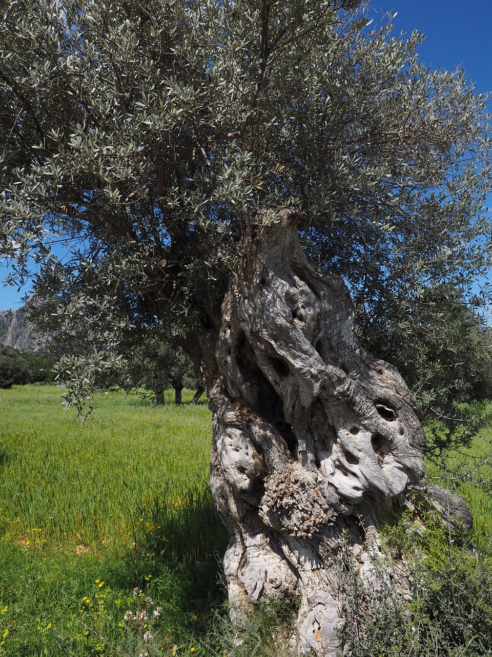 Gentis, Gnarled, Senas, Alyvmedis, Alyvmedžių Sodinimas, Plantacija, Medis, Alyvų Sodas, Alyvmedžių Giraites, Sodinti