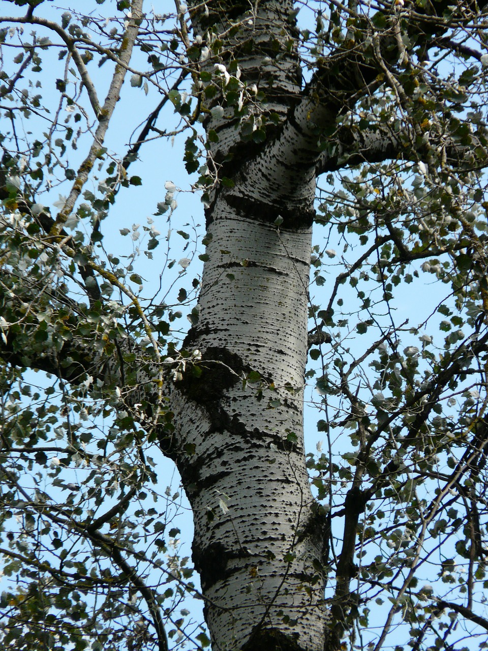 Gentis, Žievė, Populus Alba, Medis, Tuopa, Balta Tualele, Ganymas Šiltnamyje, Salicaceae, Nemokamos Nuotraukos,  Nemokama Licenzija