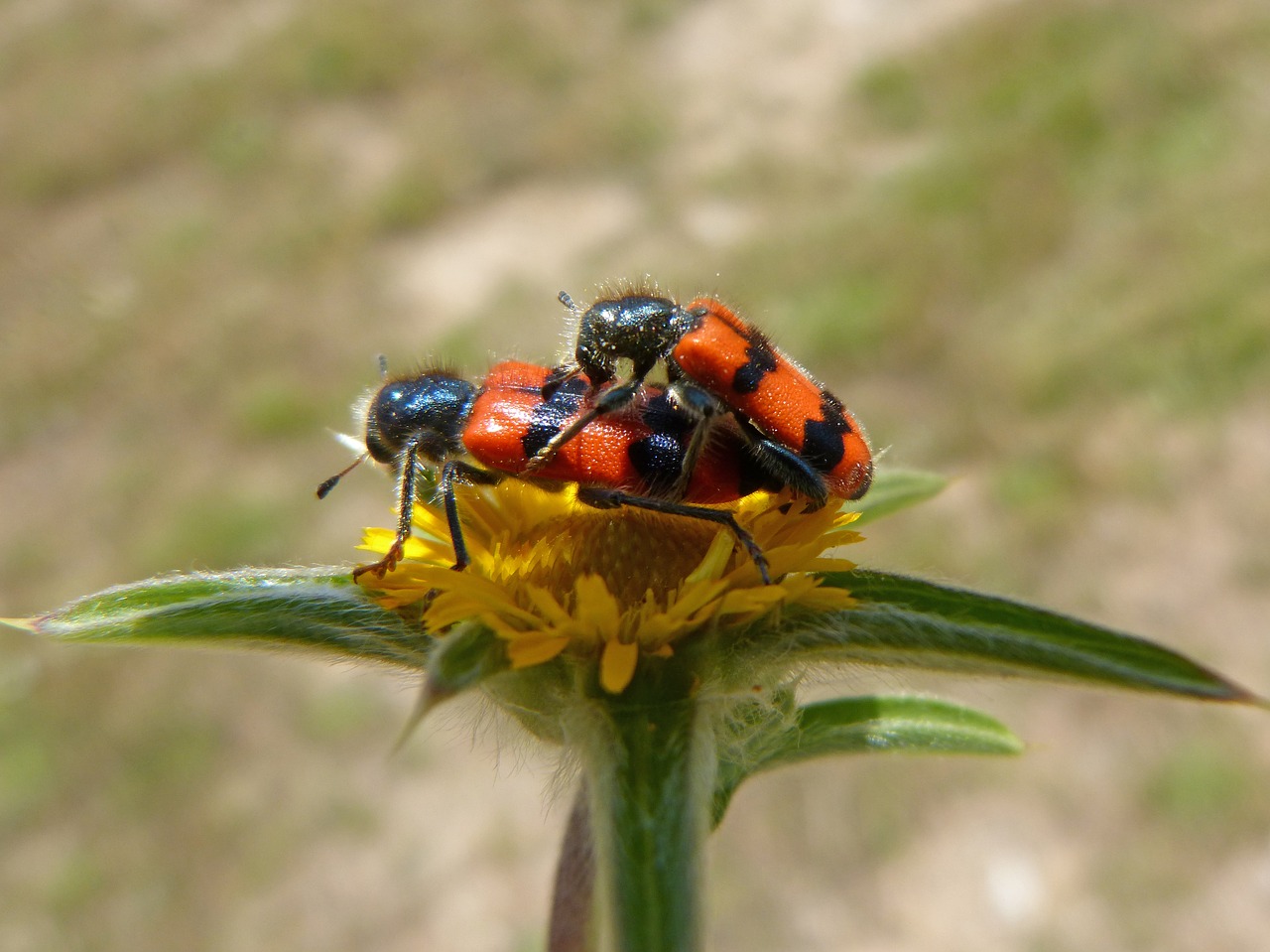 Trichodes Apiarius,  Coleoptera,  Vabaliukas,  Juoda Ir Oranžinė,  Gėlė,  Vabzdžiai Copulating,  Vabzdžių Veisimosi, Nemokamos Nuotraukos,  Nemokama Licenzija