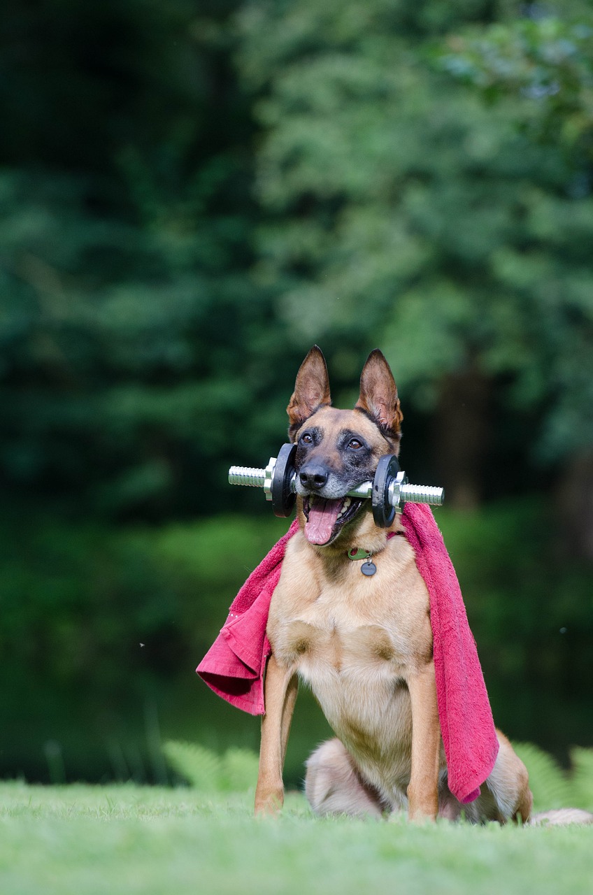 Triukas, Šunų Triukas, Malinois, Šunų Parodos Triukas, Šunų Gudrybės, Belgijos Aviganis, Fitnesas, Nemokamos Nuotraukos,  Nemokama Licenzija