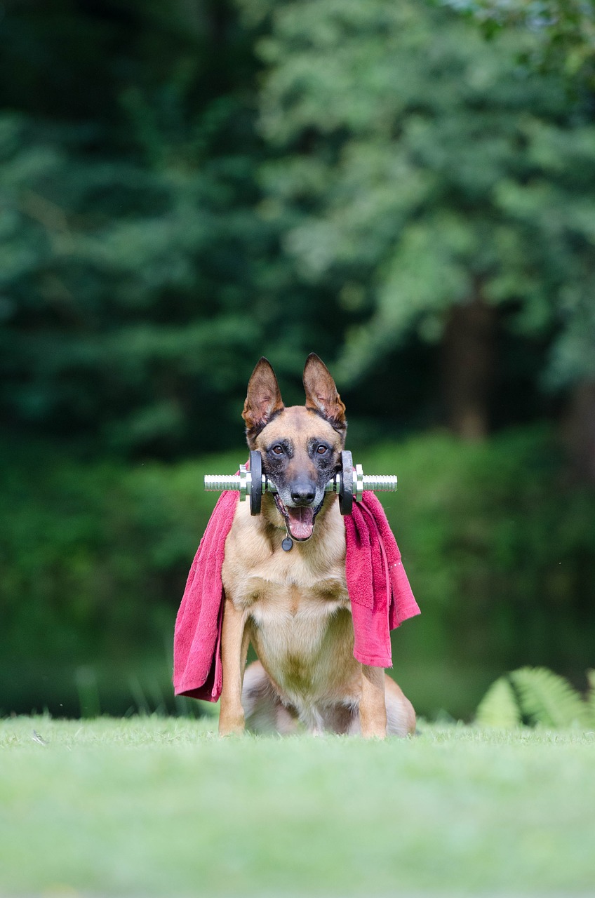 Triukas, Šunų Triukas, Malinois, Šunų Parodos Triukas, Belgijos Aviganis, Fitnesas, Nemokamos Nuotraukos,  Nemokama Licenzija