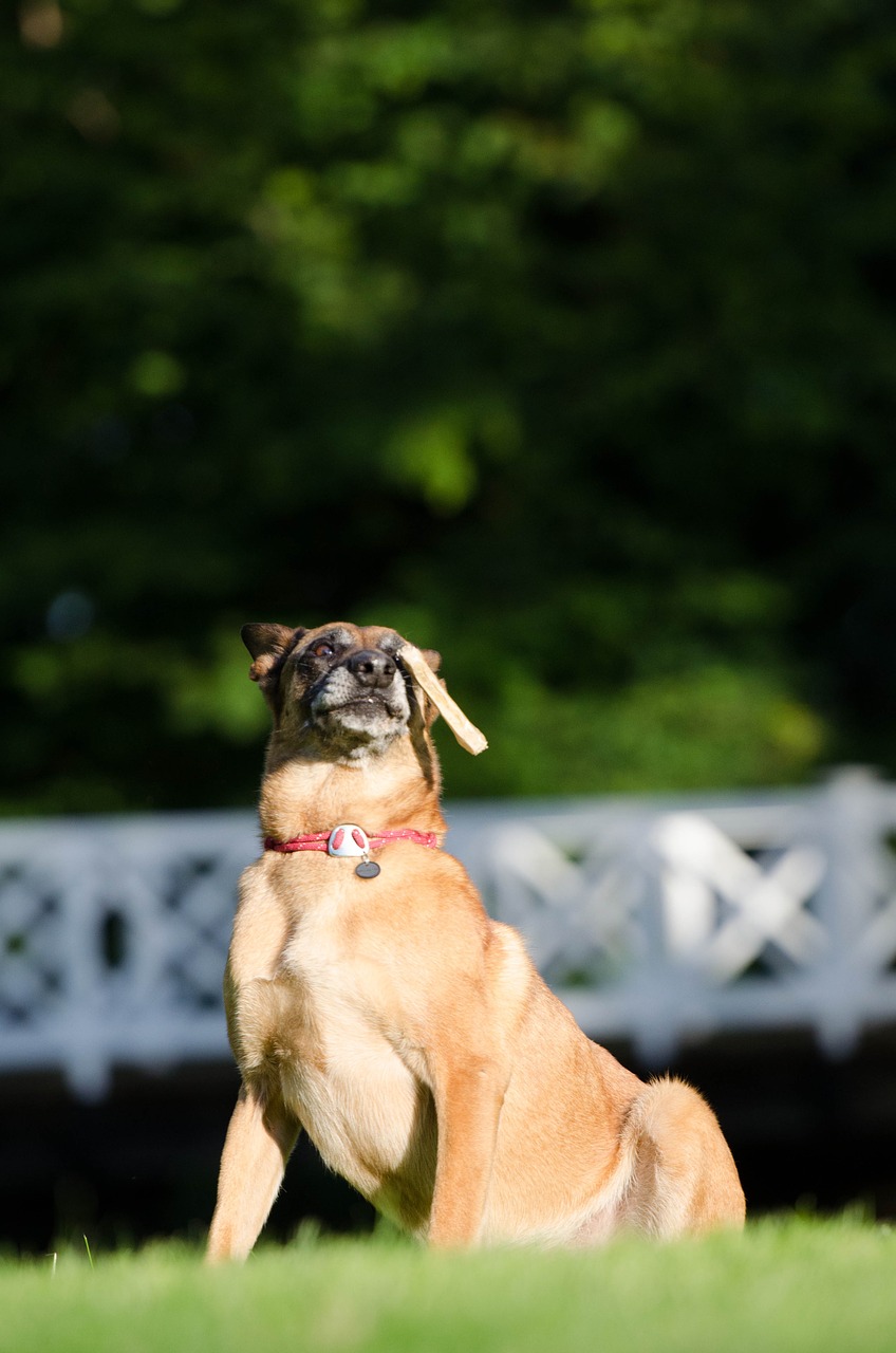 Apgauti Neteisingai,  Šunų Triukas,  Gudrybės Šunims,  Juokinga,  Keistas,  Šuo Su Kaulais,  Veidas,  Išraiška,  Belgijos Aviganis,  Malinois