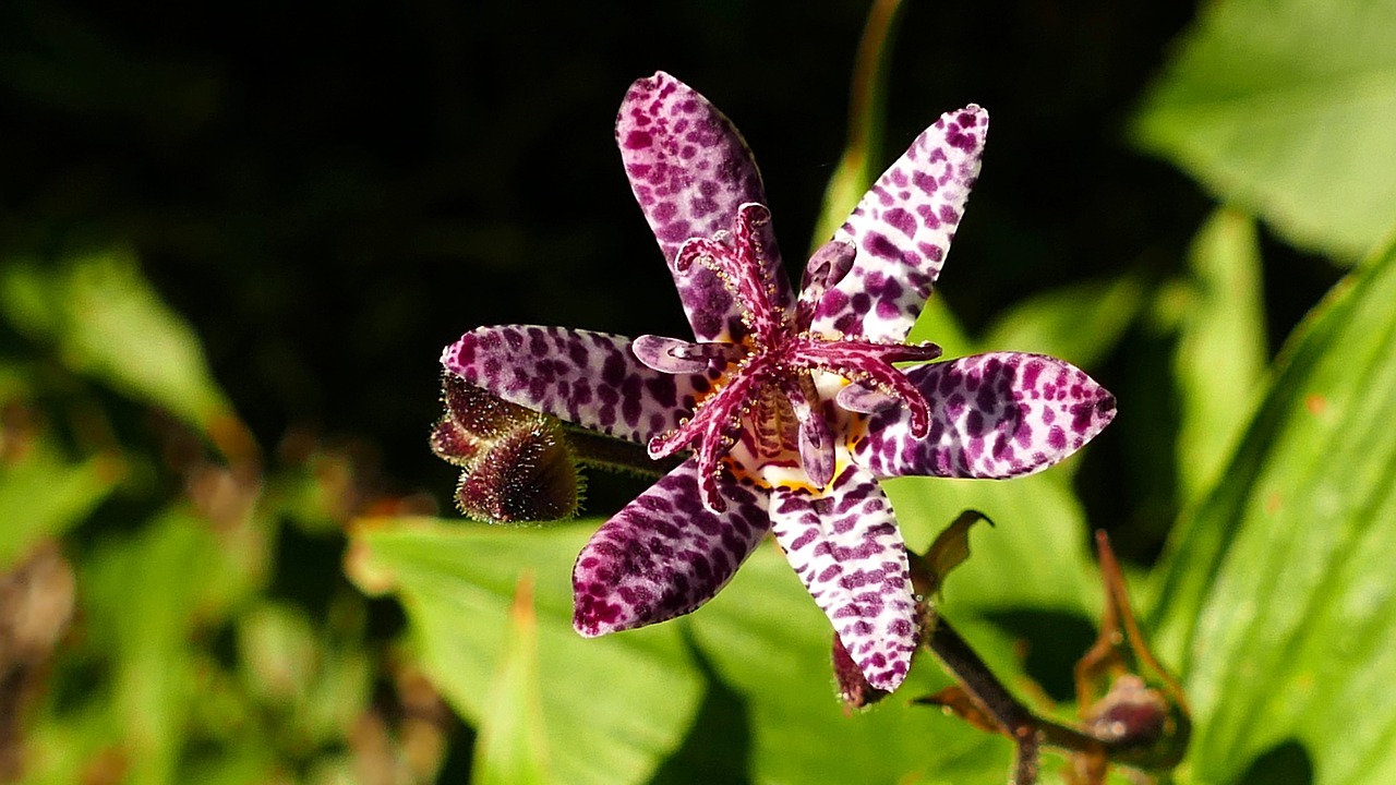 Tricyrtis Hirta, Lelija, Rudens Augalas, Purpurinė Raudona, Lelijos Šeima, Augalų Jungikliai, Gamta, Sodas, Flora, Gėlė