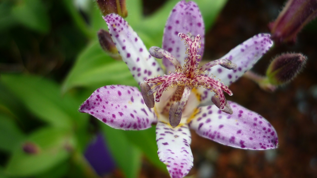 Tricyrtis Hirta, Gėlė, Orchidėjų Panašus, Balta, Žiedas, Žydėti, Violetinė, Taškai, Gėlių Sodas, Vasara