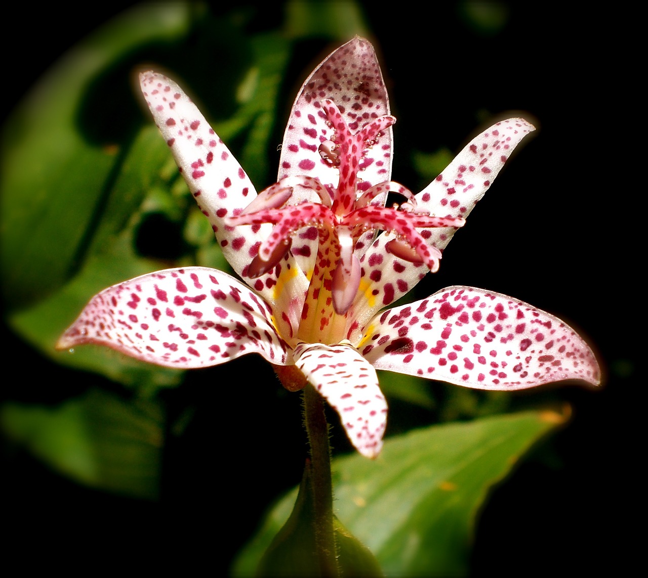 Tricyrtis Hirta, Gėlė, Flora, Augalas, Sodas, Lelijos Šeima, Žydėti, Gamta, Lelija, Nemokamos Nuotraukos