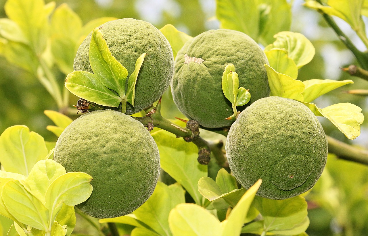 Trifolianas Oranžinis, Karstas Oranžas, Kartaus Citrina, Medis, Filialas, Citrusiniai, Citrusinių Vaisių Medis, Vaisiai, Maistas, Lapai