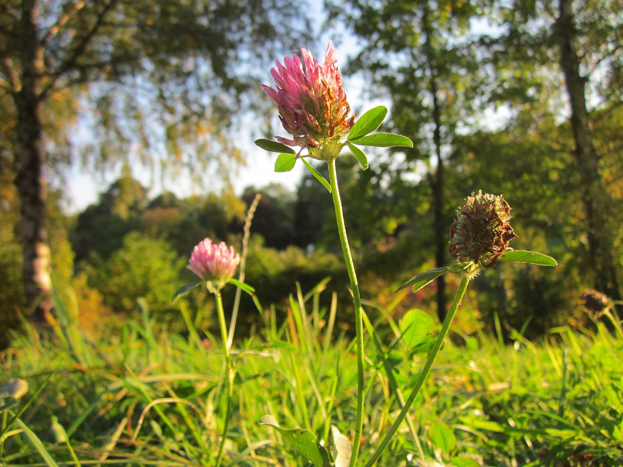 Trifolium Pratense,  Raudonieji Dobilai,  Augalas,  Gėlė,  Botanika,  Rūšis,  Žiedynas,  Žolelių, Nemokamos Nuotraukos,  Nemokama Licenzija