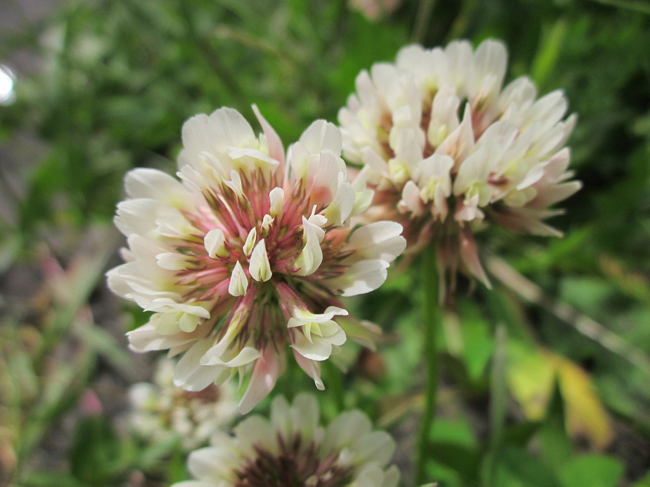 Trifolium Repens,  Baltas Dobilas,  Olandų Dobilas,  Wildflower,  Flora,  Makro,  Žiedynas,  Žiedas,  Botanika,  Augalas