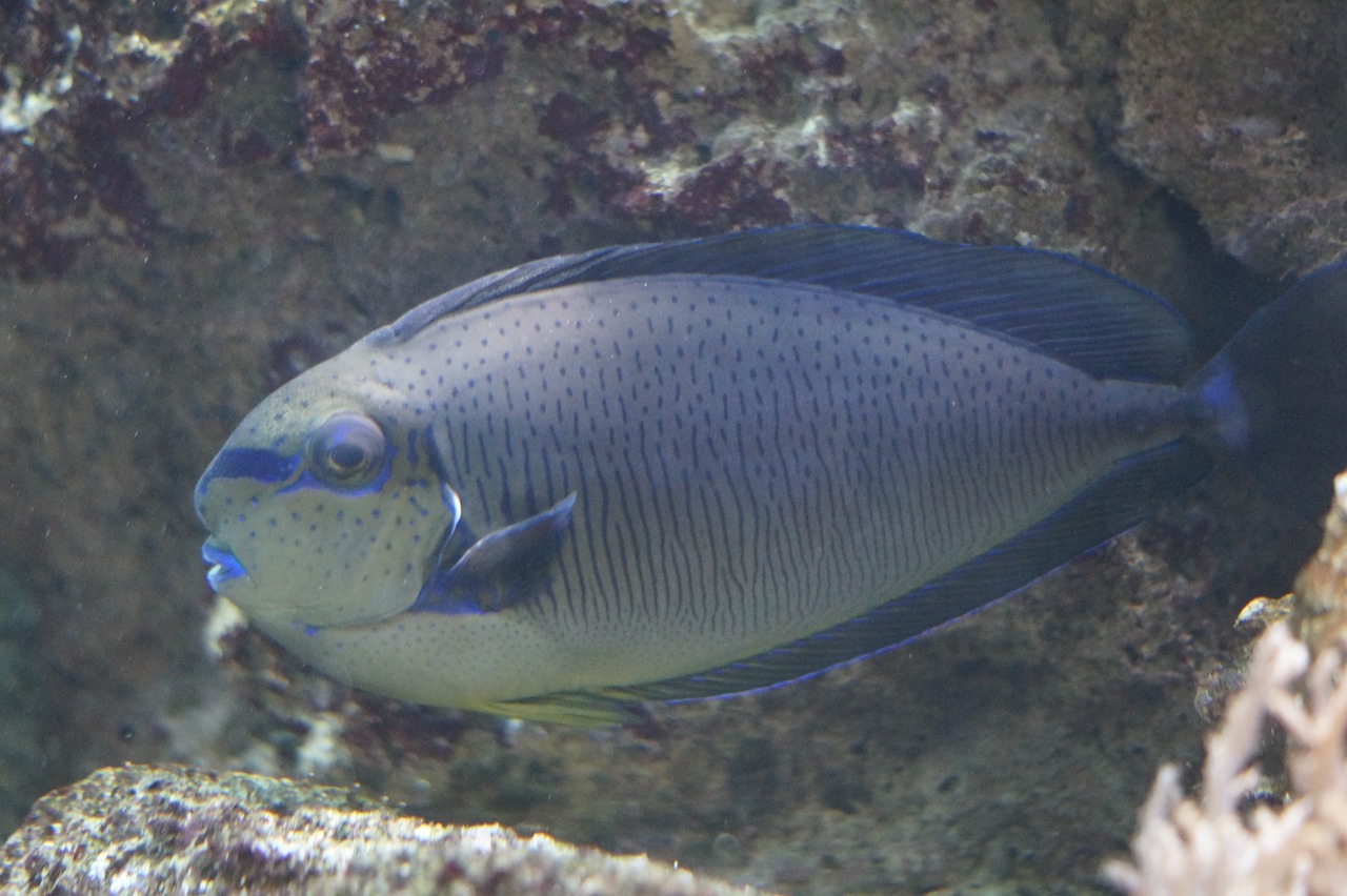 Triggerfish, Žuvis, Akvariumas, Vandens Tvarinys, Povandeninis Pasaulis, Sūrus Vanduo, Jūros Gyvūnas, Povandeninis, Meeresbewohner, Spalva