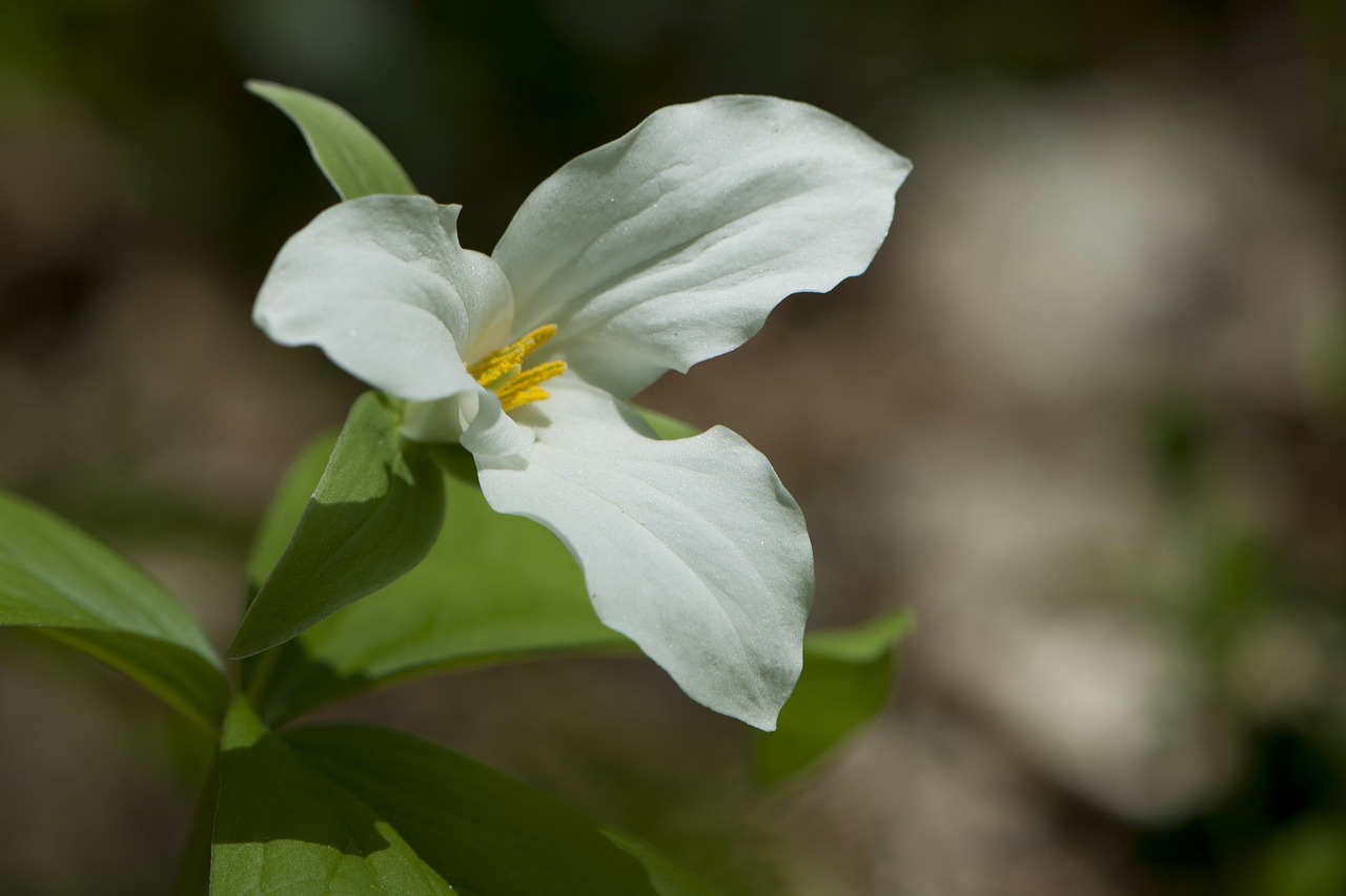 Trillium, Balta Gėlė, Pavasario Gėlė, Daugiametis, Wildflower, Naujoji Anglija, Nemokamos Nuotraukos,  Nemokama Licenzija