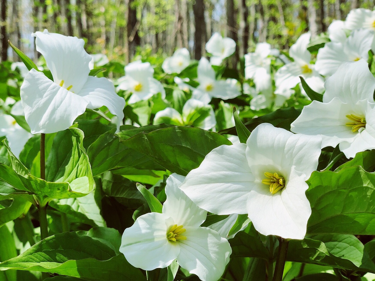 Trillium,  Gėlė,  Wildflower,  Pobūdį,  Augalų,  Žydi, Nemokamos Nuotraukos,  Nemokama Licenzija