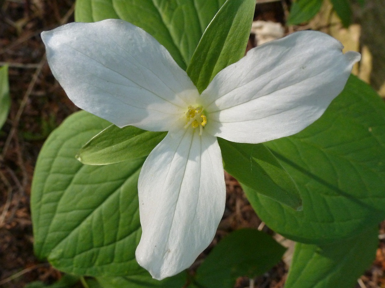 Trillium, Gėlė, Balta, Ontarijas, Žydėti, Wildflower, Pavasaris, Miškas, Kanada, Miškas