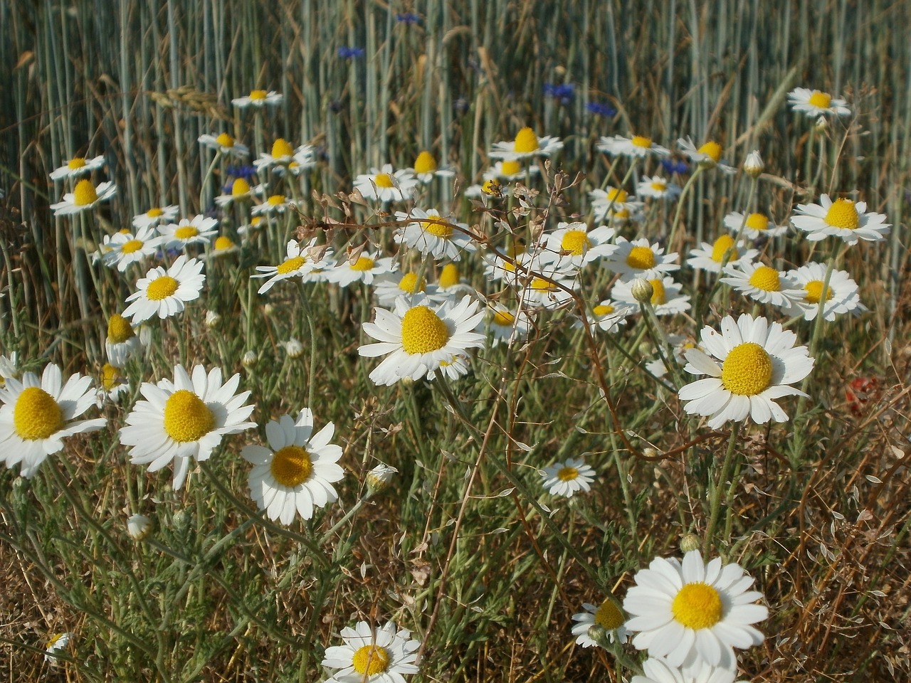 Tripleurospermum Inodorum, Rozės, Asterales, Jūra Mayweed, Flora, Botanika, Rūšis, Gėlė, Balta, Žiedlapiai