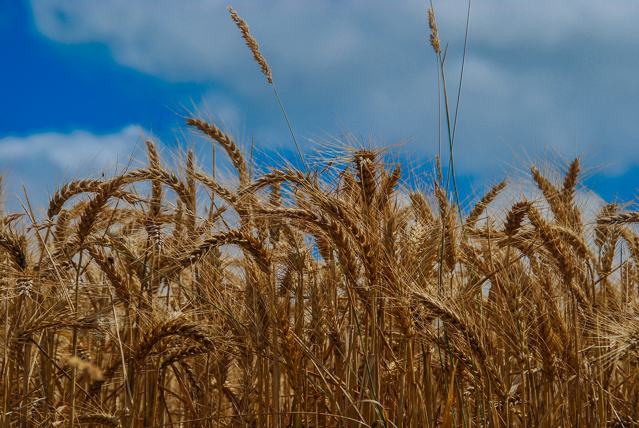 Triticum,  Javai,  Šiaudai,  Derlius,  Duona,  Sėkla,  Laukas,  Dangus,  Gamta,  Kukurūzai