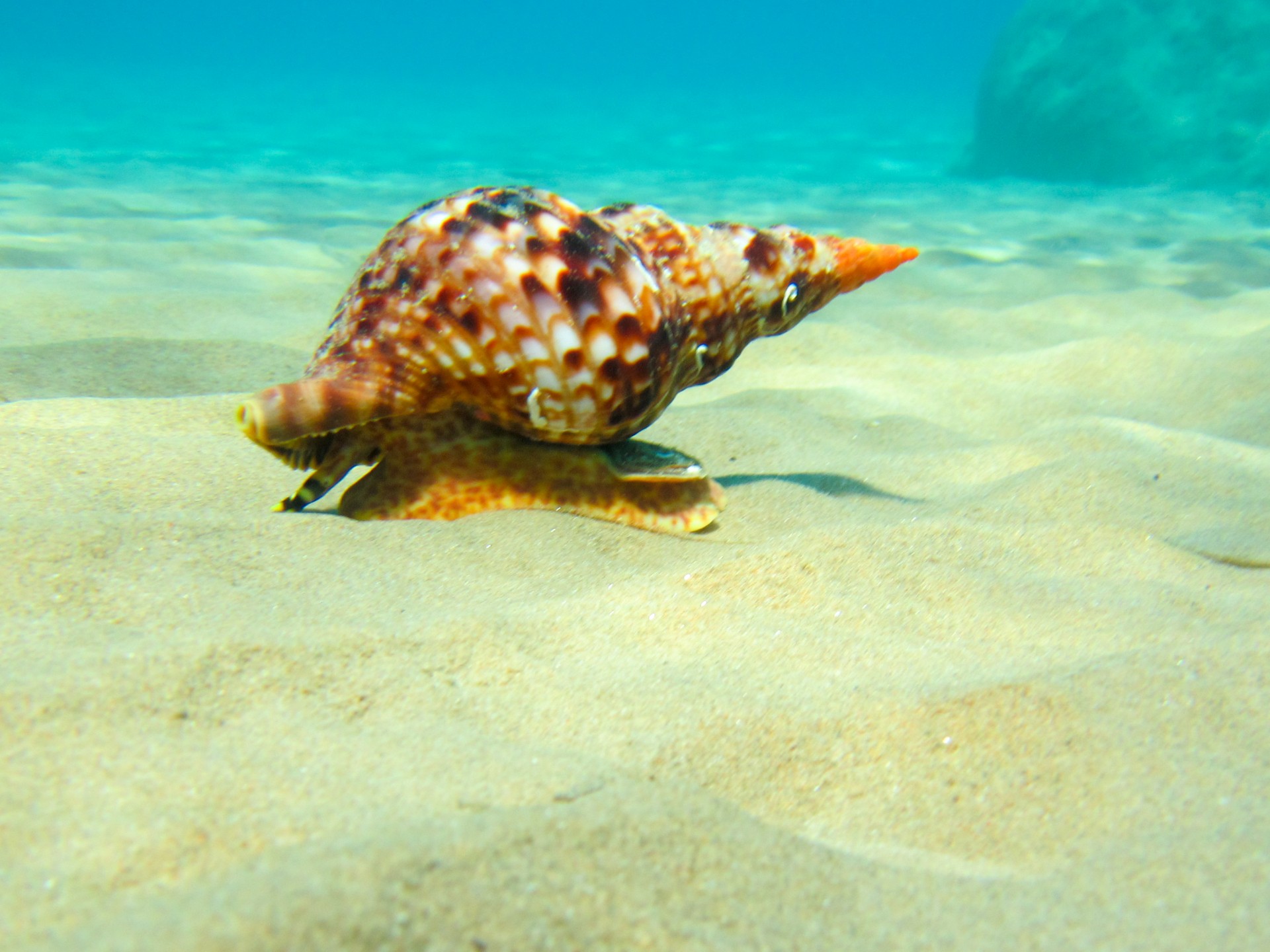 Marina,  Jūrų,  Mollusk,  Nautilus,  Vandenynas,  Jūros Gėrybės,  Lukštas,  Triton,  Atogrąžų,  Trimitas