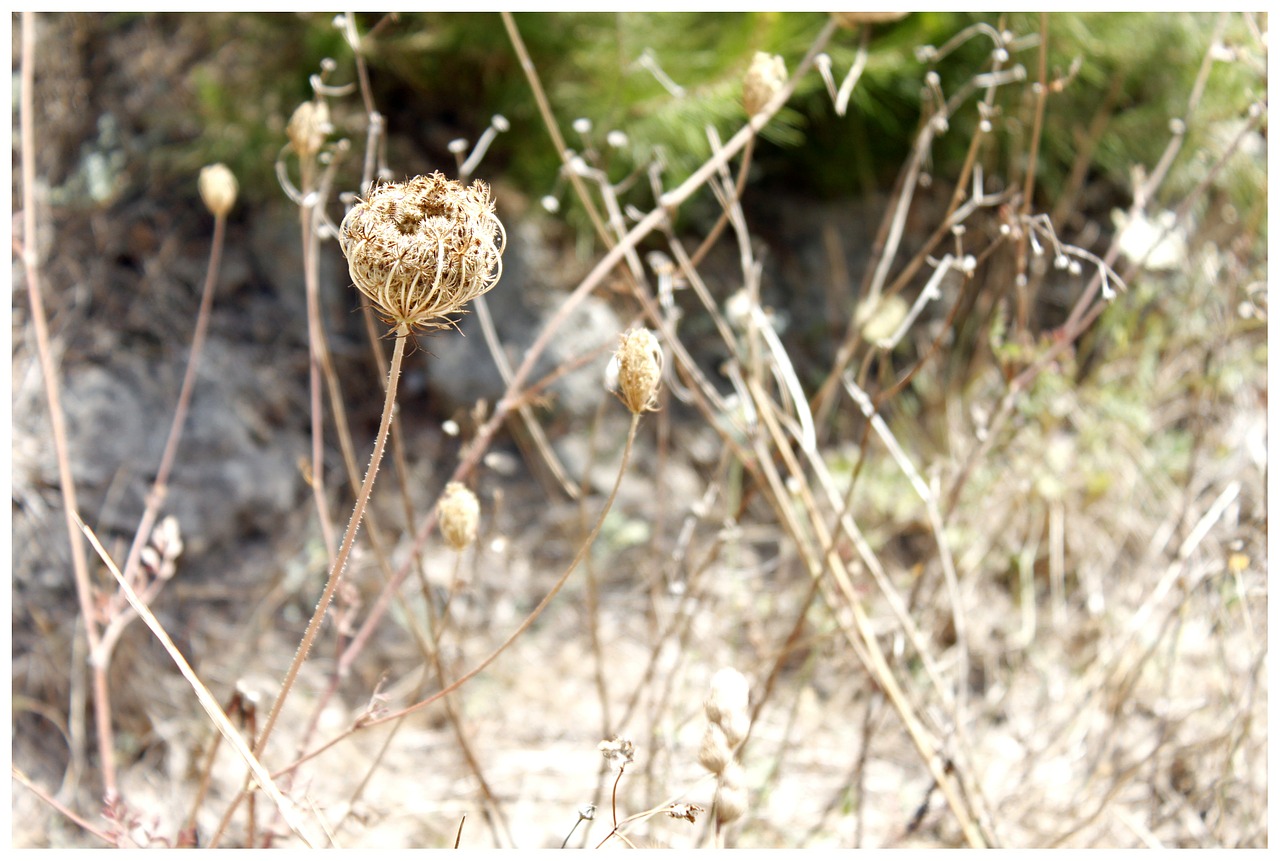 Trockenblume, Išblukęs, Sausas, Kompozitai, Gėlė, Šiaudai, Žiedynai, Apytikrinės Braškės, Saulėta Diena, Žolė