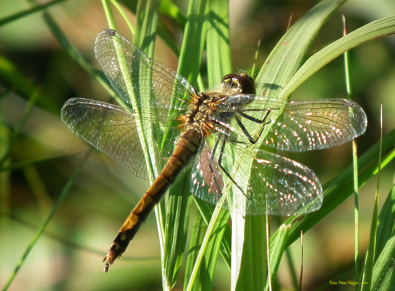 Odonata,  Lazda,  Lazdelės,  Mayfly,  Laumžirgis, Nemokamos Nuotraukos,  Nemokama Licenzija