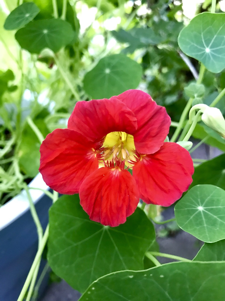 Tropaeolum Majus,  Valgomieji Gėlių Salotos, Nemokamos Nuotraukos,  Nemokama Licenzija