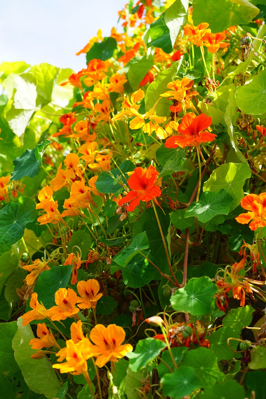 Tropaeolum Majus, Gėlės, Raudona Oranžinė, Nasturtium, Tropaeolum, Karabinai Šiltnamyje, Tropaeolaceae, Gėlė, Augalas, Oranžinė