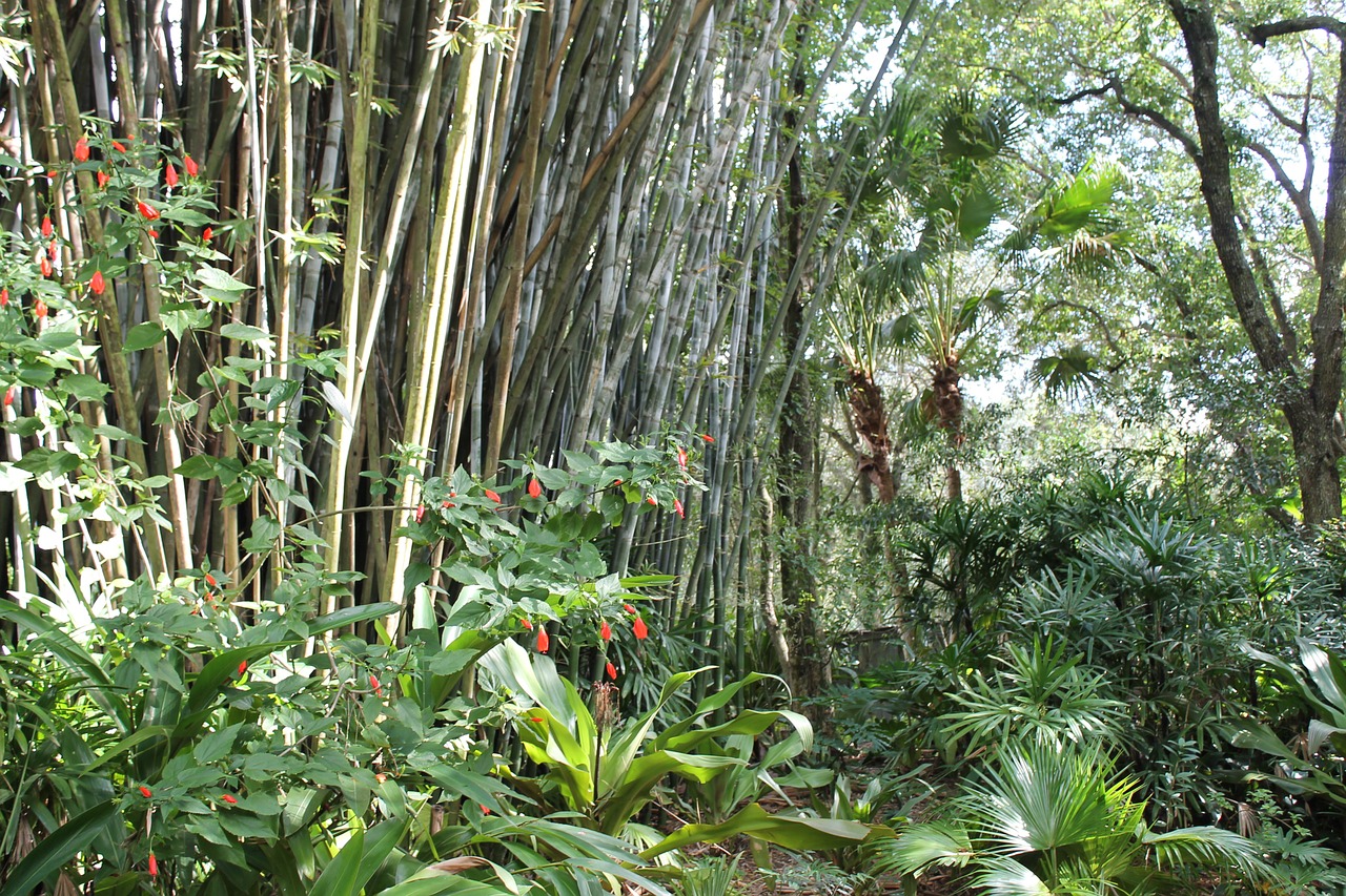 Atogrąžų, Bambukas, Bambuko Miškas, Džiunglės, Nemokamos Nuotraukos,  Nemokama Licenzija