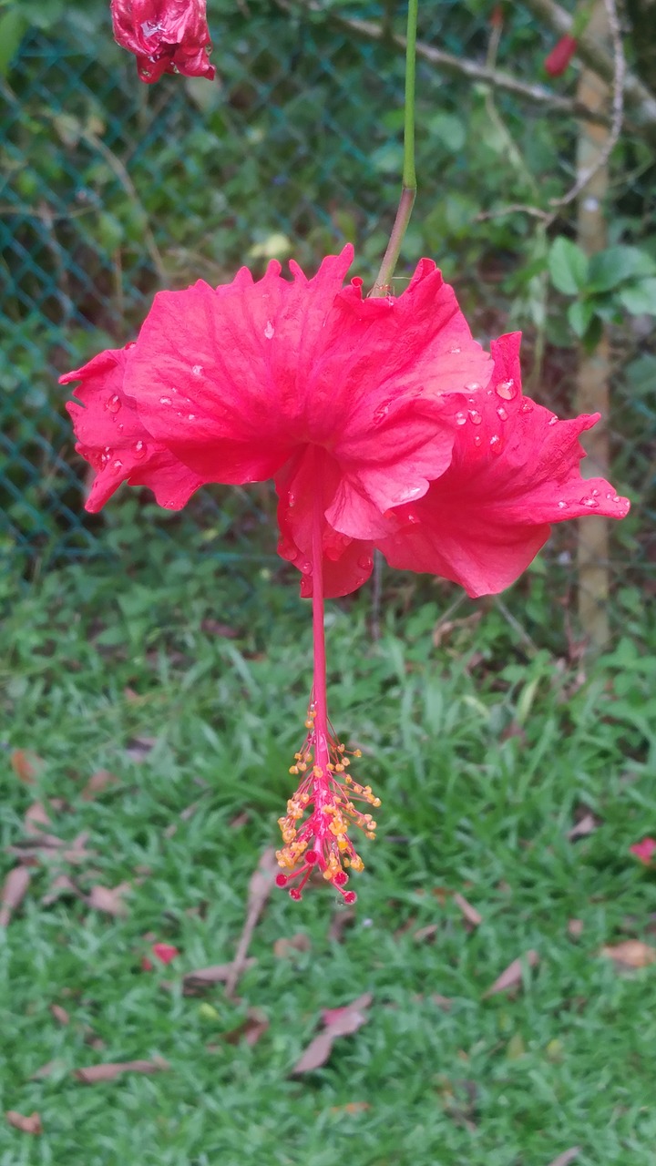 Atogrąžų, Gėlės, Kota Kinabalu, Nemokamos Nuotraukos,  Nemokama Licenzija