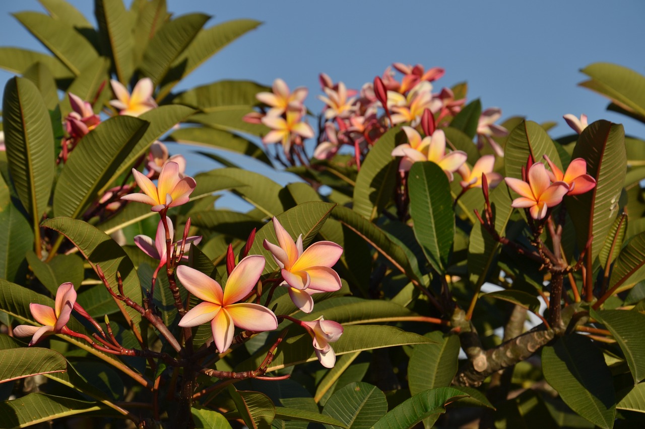 Tropical,  Augalų,  Gėlė,  Pobūdį,  Vasara,  Žiedlapis,  Egzotiškas,  Lauke,  Medis,  Gėlių