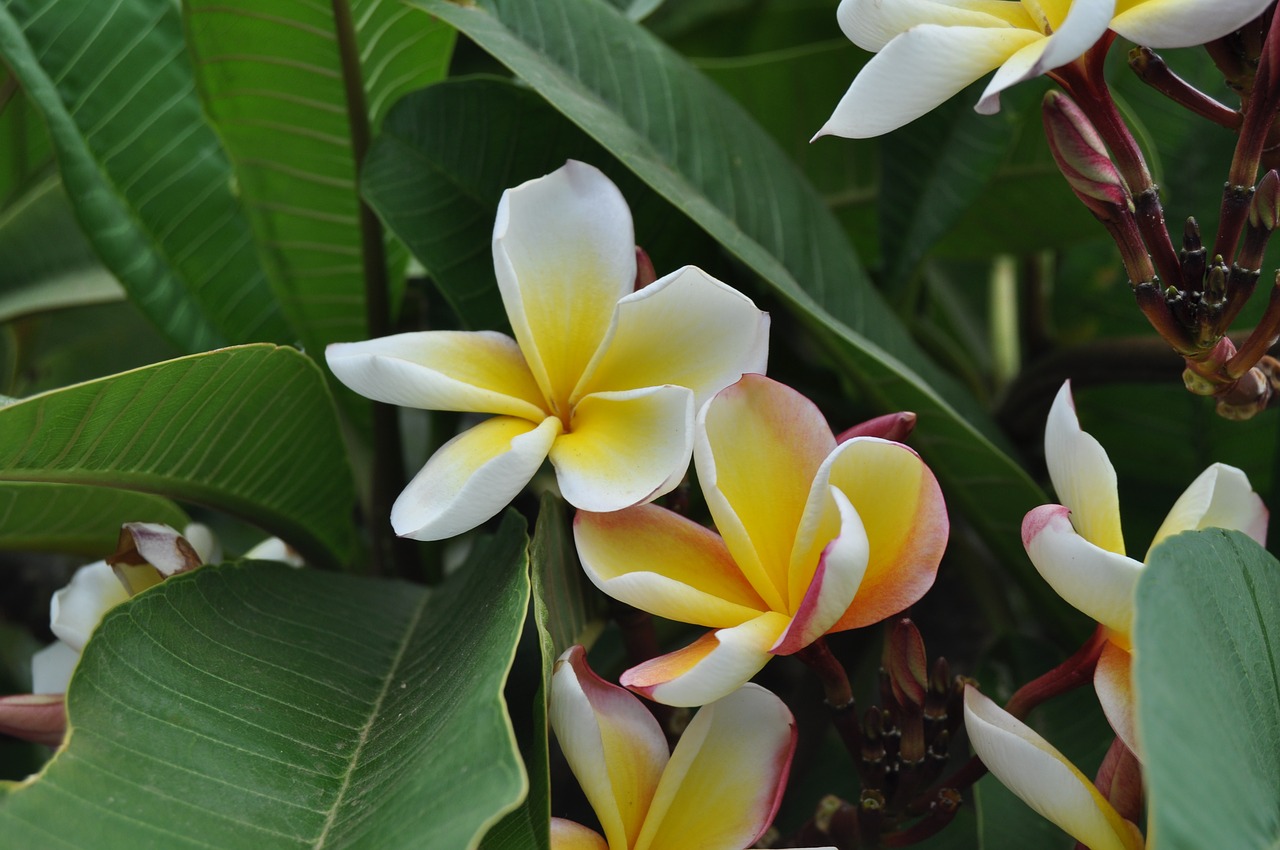 Tropical,  Augalų,  Pobūdį,  Gėlė,  Lapų,  Sodas,  Gėlių,  Žydėjimo,  Žiedlapis,  Egzotiškas