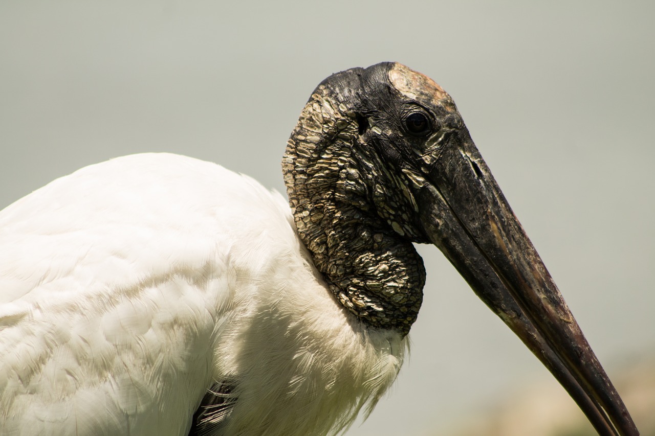 Tropical,  Paukštis,  Iš Arti,  Florida,  Ežeras, Nemokamos Nuotraukos,  Nemokama Licenzija