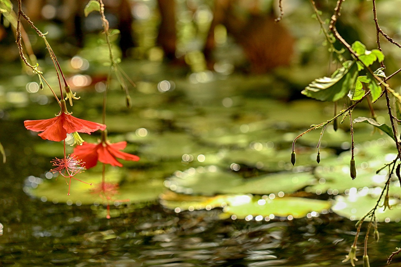 Tropical,  Pobūdį,  Vandens,  Gėlė,  Sodo Gėlių, Nemokamos Nuotraukos,  Nemokama Licenzija