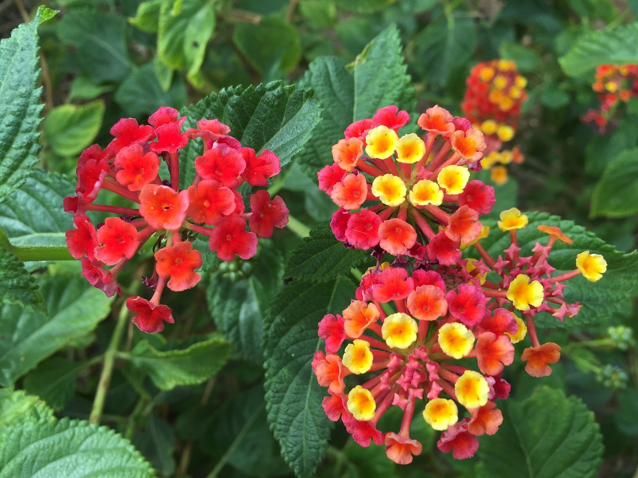 Indijos Lantana, Tropinės Gėlės, Arizona, Scottsdale, Gėlių, Žiedas, Arizonos Dykuma, Botanikos, Amerikietis, Gėlė