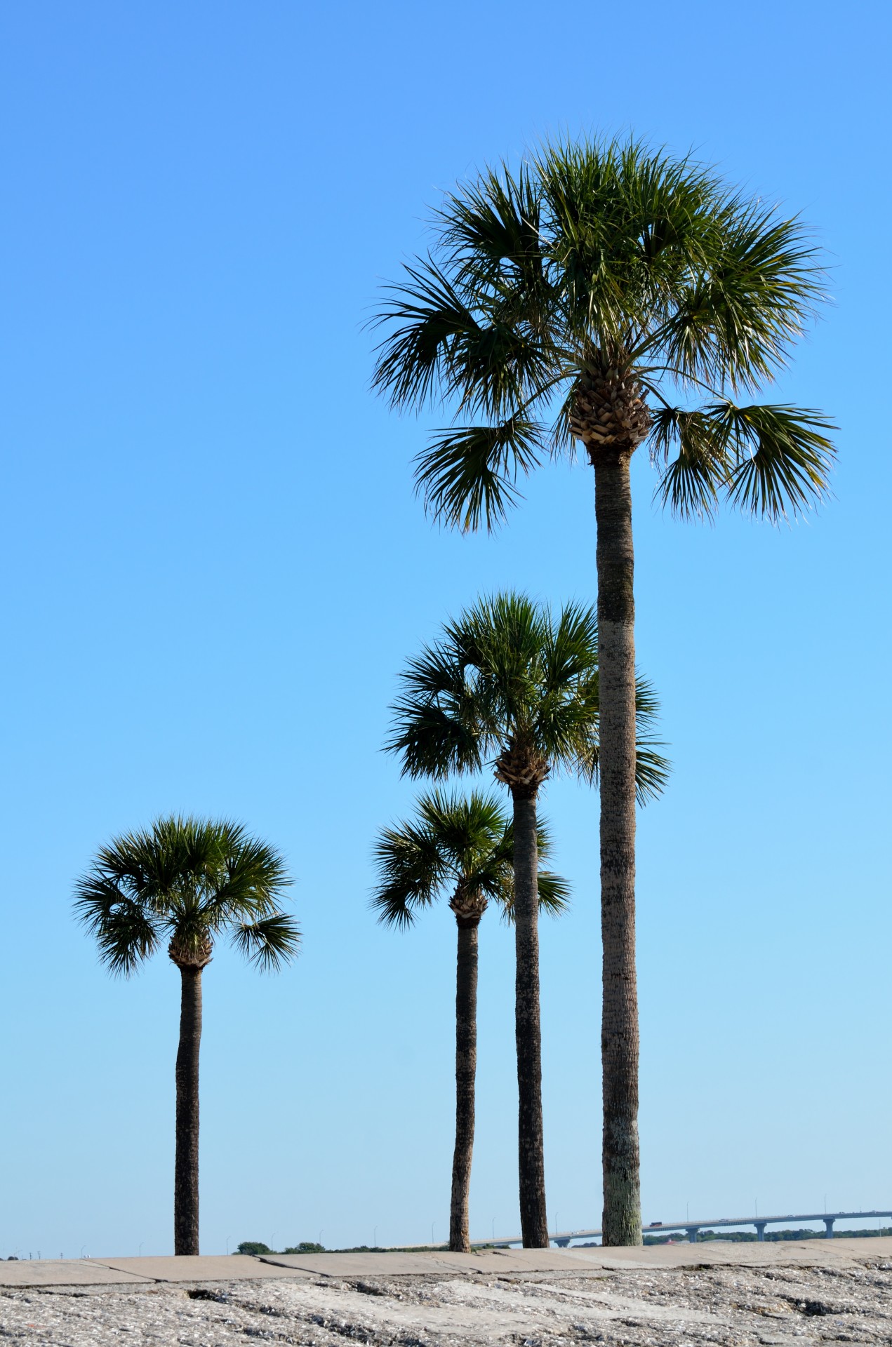 Palmių & Nbsp,  Medžiai,  Aukštas,  Medžiai,  Atogrąžų,  Gamta,  Kraštovaizdis,  Lauke,  Florida,  Usa