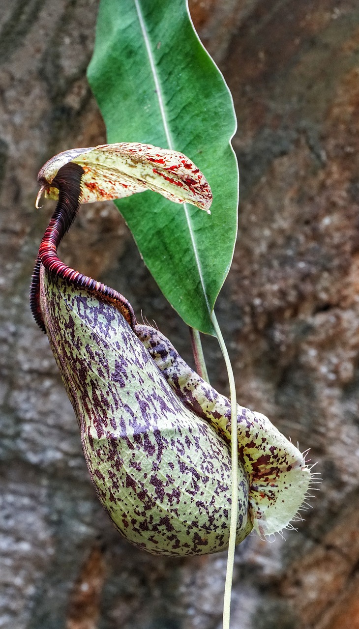 Atogrąžų Ąsotis Augalų,  Beždžionių Puodelio,  Mėsėdis Augalas,  Tropical,  Lapų,  Floros,  Medis,  Iš Arti,  Gražus, Nemokamos Nuotraukos