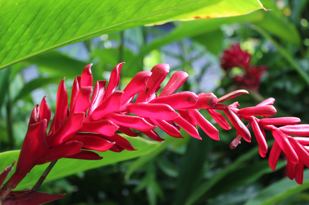 Tropical plant. Brownea coccinea. Тропические цветы. Вытянутый цветок. Тропические цветы вытянутые.
