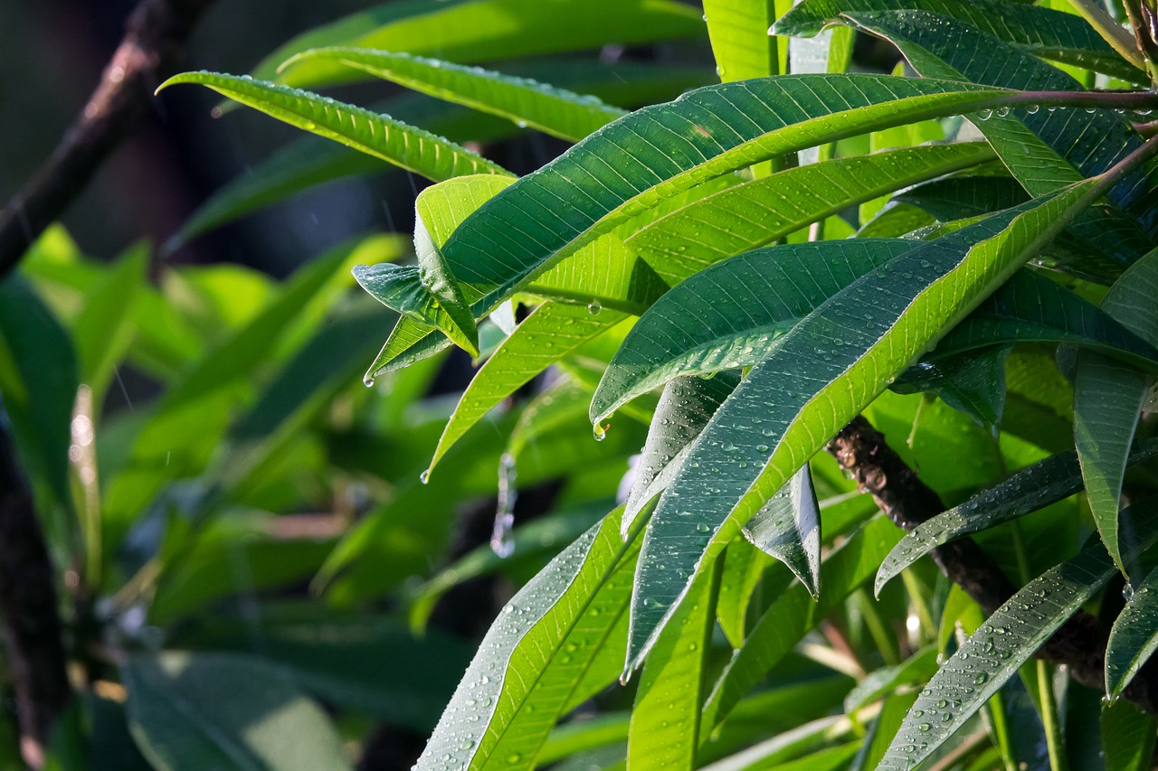 Tropinis Lietus, Frangipani Medis, Žalias Lapas, Nemokamos Nuotraukos,  Nemokama Licenzija