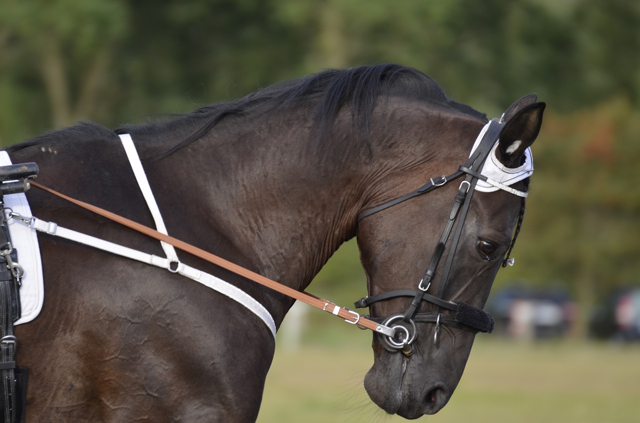 Trotting,  Sportas,  Arklys,  Arkliai,  Karčiai,  Jojimo,  Gyvūnai,  Lenktynių Trasa,  Atmosfera,  Greitis