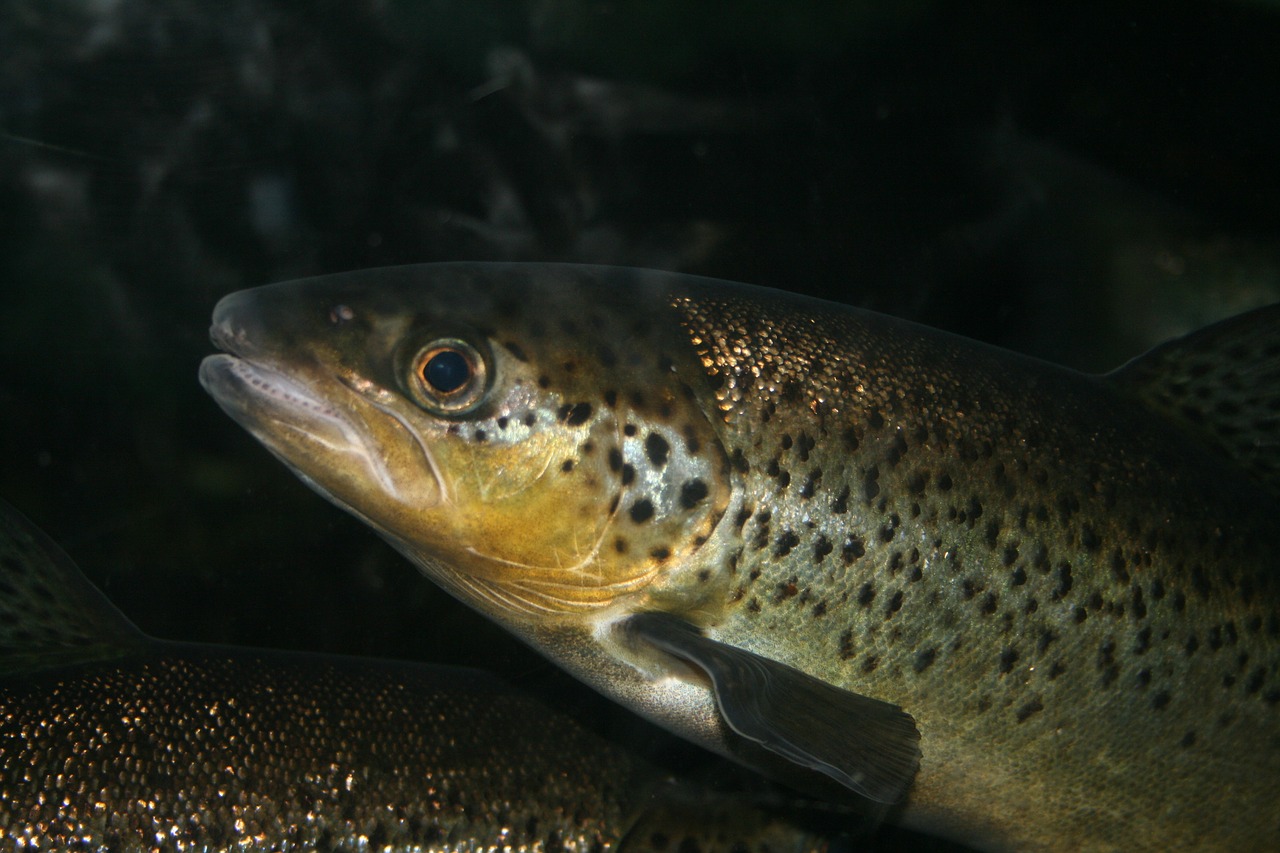 Upėtakis, Žuvis, Akvariumas, Jūros Gėrybės, Šviežias, Jūrų, Upė, Natūralus, Mityba, Sūrus Vanduo