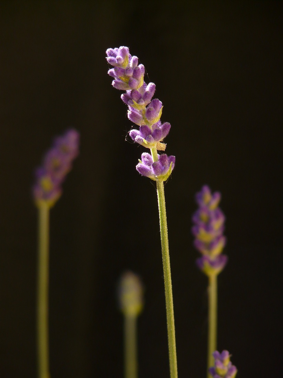 Tiesa Levanda, Levanda, Levandų Žiedas, Žiedas, Žydėti, Gėlė, Augalas, Krūmas, Aromatingas, Aromatiniai