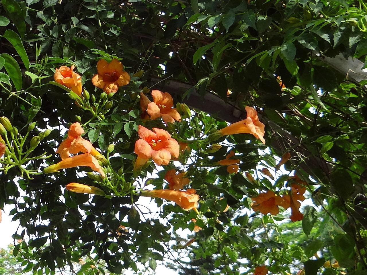 Trimito Vynmedis, Stovyklos Grandiflora, Tecoma Grandiflora, Campsis Chinensis, Gėlė, Indija, Nemokamos Nuotraukos,  Nemokama Licenzija